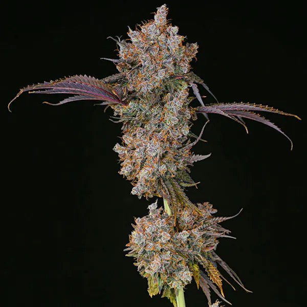 XXX | Flower | 1/2 oz | 14 g |