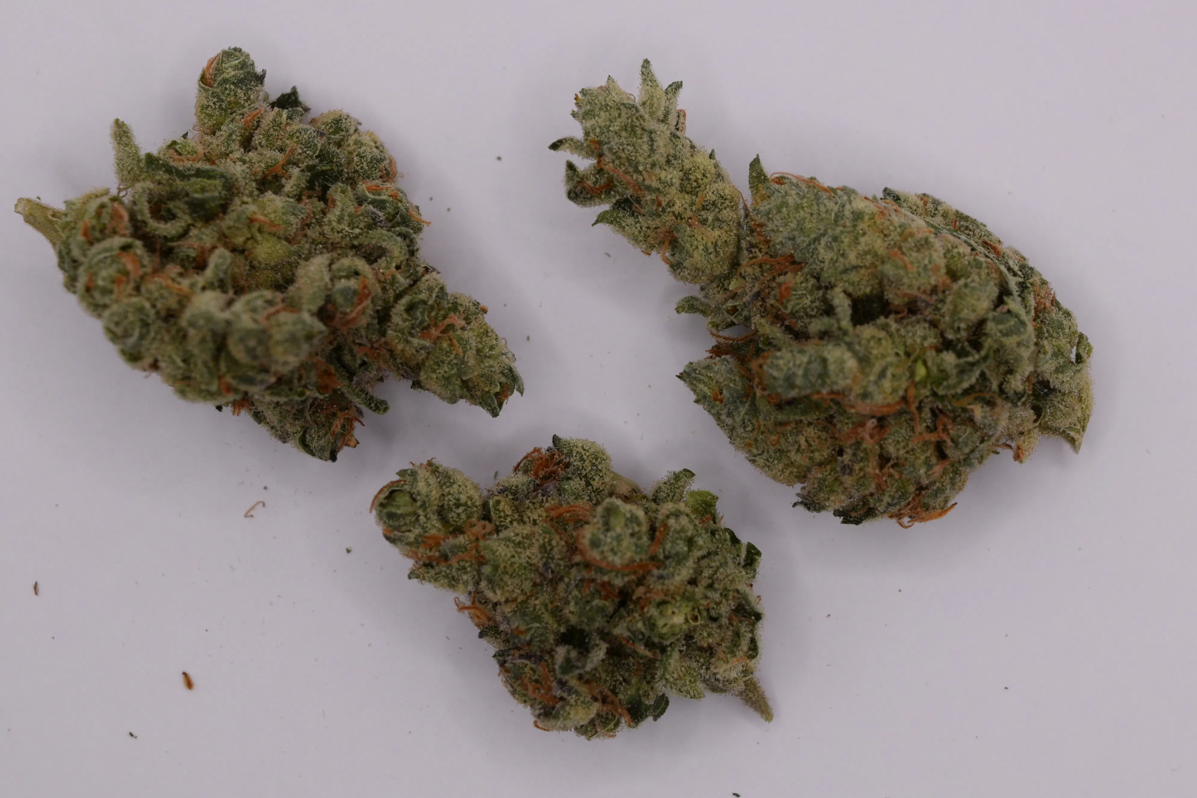 Bahama Peel | Flower | 14g