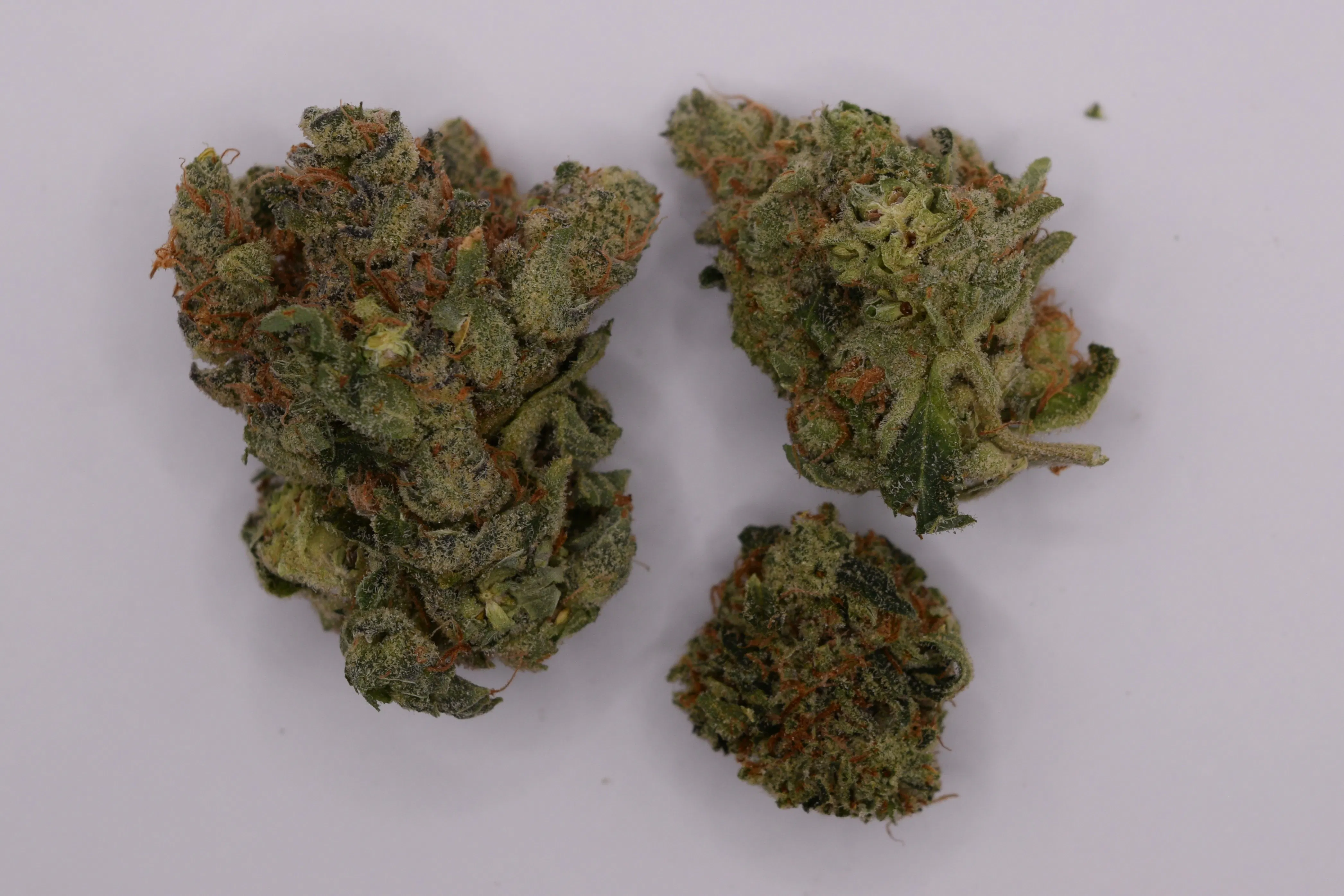 Mind Melter | Flower | 14g